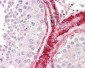 BAG5 Antibody (N-Terminus)